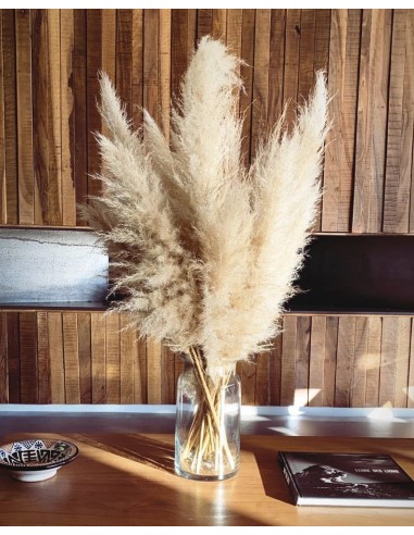 Bouquet d'herbes de la Pampa fluffy, grandes tiges généreuses Par le système avancé 